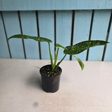 Load image into Gallery viewer, #RA20 Philodendron Jose Buono