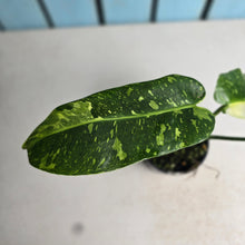 Load image into Gallery viewer, #RA20 Philodendron Jose Buono