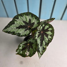Load image into Gallery viewer, #G3 Begonia Silver Legend