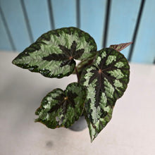 Load image into Gallery viewer, #G3 Begonia Silver Legend