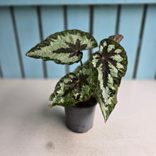 Load image into Gallery viewer, #G3 Begonia Silver Legend