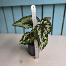 Load image into Gallery viewer, #G3 Begonia Silver Legend