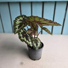 Load image into Gallery viewer, #G3 Begonia Silver Legend