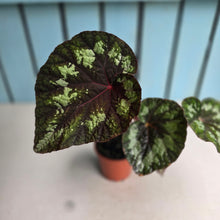 Load image into Gallery viewer, #70 Begonia Silver Legend