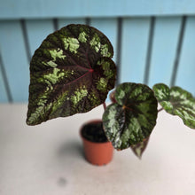 Load image into Gallery viewer, #70 Begonia Silver Legend