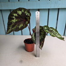 Load image into Gallery viewer, #70 Begonia Silver Legend