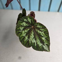 Load image into Gallery viewer, #70 Begonia Silver Legend