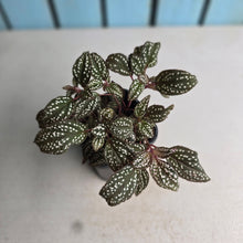 Load image into Gallery viewer, #B108 Sonerila Maculata