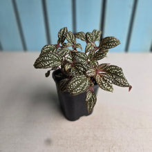 Load image into Gallery viewer, #B108 Sonerila Maculata