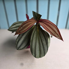 Load image into Gallery viewer, #J743 Medinilla Gregori Hambali