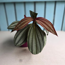 Load image into Gallery viewer, #J743 Medinilla Gregori Hambali