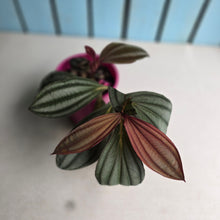 Load image into Gallery viewer, #J743 Medinilla Gregori Hambali