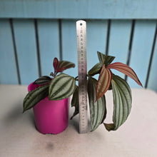 Load image into Gallery viewer, #J743 Medinilla Gregori Hambali