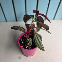 Load image into Gallery viewer, #J743 Medinilla Gregori Hambali