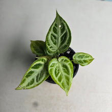 Load image into Gallery viewer, #B09 Thick Veined Anthurium Crystallinum x