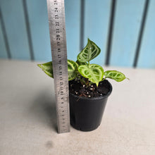 Load image into Gallery viewer, #B09 Thick Veined Anthurium Crystallinum x