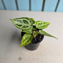 Load image into Gallery viewer, #B09 Thick Veined Anthurium Crystallinum x