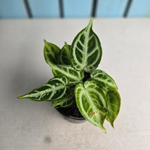 Load image into Gallery viewer, #G34 Thick Veined Anthurium Crystallinum x