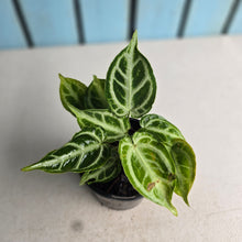 Load image into Gallery viewer, #G34 Thick Veined Anthurium Crystallinum x