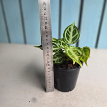 Load image into Gallery viewer, #G34 Thick Veined Anthurium Crystallinum x