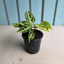 Load image into Gallery viewer, #G34 Thick Veined Anthurium Crystallinum x