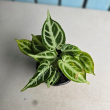 Load image into Gallery viewer, #G34 Thick Veined Anthurium Crystallinum x