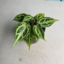 Load image into Gallery viewer, #H24 Thick Veined Anthurium Crystallinum x