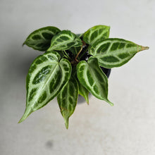 Load image into Gallery viewer, #H24 Thick Veined Anthurium Crystallinum x