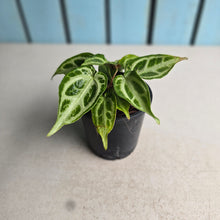 Load image into Gallery viewer, #H24 Thick Veined Anthurium Crystallinum x