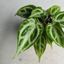 Load image into Gallery viewer, #H24 Thick Veined Anthurium Crystallinum x