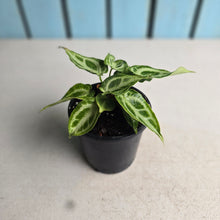 Load image into Gallery viewer, #H24 Thick Veined Anthurium Crystallinum x