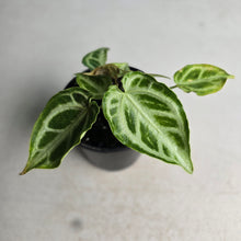 Load image into Gallery viewer, #G3 Thick Veined Anthurium Crystallinum x