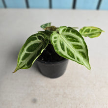 Load image into Gallery viewer, #G3 Thick Veined Anthurium Crystallinum x