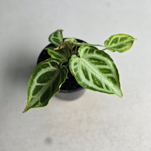 Load image into Gallery viewer, #G3 Thick Veined Anthurium Crystallinum x