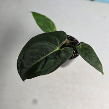 Load image into Gallery viewer, #B72 Anthurium (Black Sensation x) x (Papillilaminum x Dressleri)