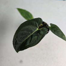 Load image into Gallery viewer, #B72 Anthurium (Black Sensation x) x (Papillilaminum x Dressleri)