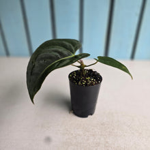Load image into Gallery viewer, #B72 Anthurium (Black Sensation x) x (Papillilaminum x Dressleri)
