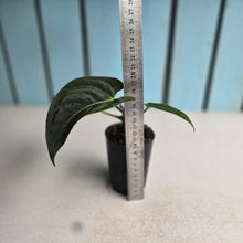 Load image into Gallery viewer, #B72 Anthurium (Black Sensation x) x (Papillilaminum x Dressleri)