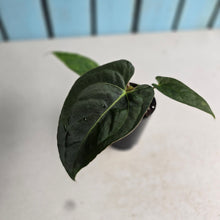 Load image into Gallery viewer, #B72 Anthurium (Black Sensation x) x (Papillilaminum x Dressleri)
