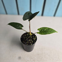 Load image into Gallery viewer, #B72 Anthurium (Black Sensation x) x (Papillilaminum x Dressleri)