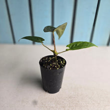 Load image into Gallery viewer, #B72 Anthurium (Black Sensation x) x (Papillilaminum x Dressleri)