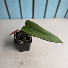 Load image into Gallery viewer, #H61 Anthurium Truncicola x Forgetii