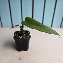 Load image into Gallery viewer, #H61 Anthurium Truncicola x Forgetii