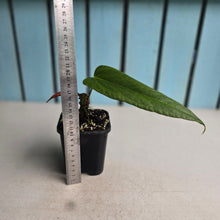 Load image into Gallery viewer, #H61 Anthurium Truncicola x Forgetii