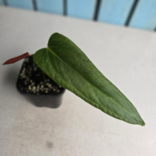 Load image into Gallery viewer, #H61 Anthurium Truncicola x Forgetii