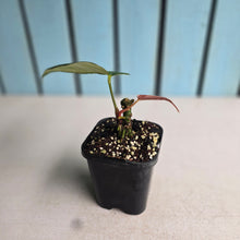 Load image into Gallery viewer, #H61 Anthurium Truncicola x Forgetii