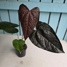 Load image into Gallery viewer, #P6 Anthurium Queen of Hearts