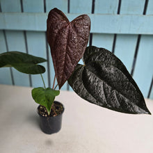 Load image into Gallery viewer, #P6 Anthurium Queen of Hearts