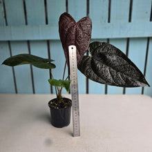 Load image into Gallery viewer, #P6 Anthurium Queen of Hearts