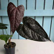 Load image into Gallery viewer, #P6 Anthurium Queen of Hearts